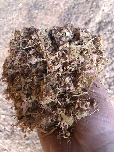 Dry wood shavings