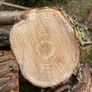 Logs.   Free. Clean. Dry medium wood. Image 2