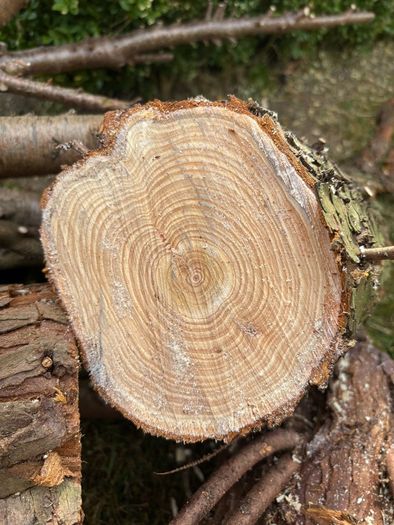 Logs.   Free. Clean. Dry medium wood.