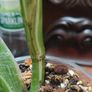 Monstera Standleyana Image 10