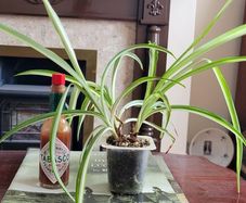 Spider plant