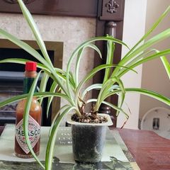 Spider plant