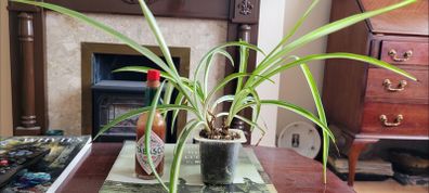 Spider plant