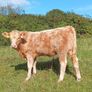 Organic heifers Gort mart Oct 1st Image 5