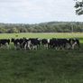 10 Pedigree registered Fr heifer calves Image 3