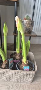 Pink Amaryllis plant ready to bloom