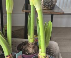 Pink Amaryllis plant ready to bloom