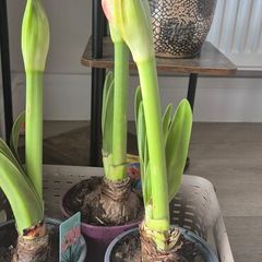 Pink Amaryllis plant ready to bloom