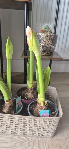 Pink Amaryllis plant ready to bloom