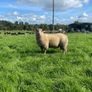 Texel/ Rouge Rams Image 7