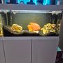 fish tanks Image 5