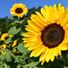 marguerite.harkin.9