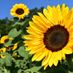 marguerite.harkin.9
