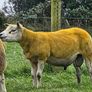 Pedigree Texel hogget 5 star sis Image 3