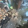 Tree service able for all work Image 9