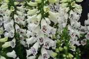 White Foxglove seeds