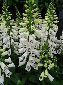 White Foxglove seeds