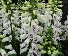 White Foxglove seeds