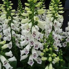 White Foxglove seeds