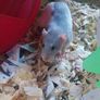 baby pet rats Image 4