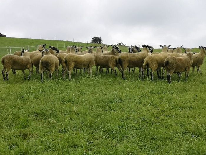 24 Scotch Mule Hogget Ewes