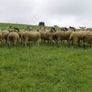 24 Scotch Mule Hogget Ewes Image 8