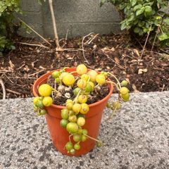 plant