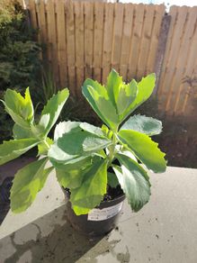 Plant