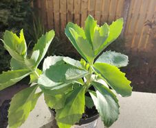 Plant