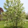 aspen ash trees available Image 9
