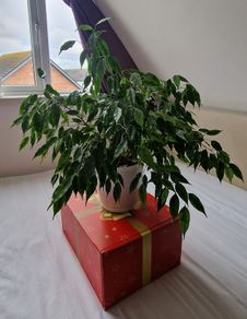 Ficus