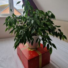 Ficus