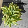 Hosta plant Image 3