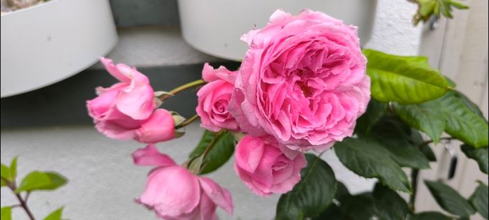 garden plants