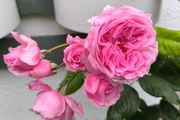 garden plants