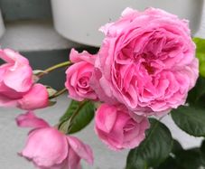 garden plants
