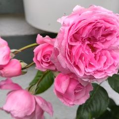 garden plants