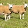 Pedigree Beltex Hogget ewes Image 8