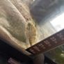 Veija fish Image 2