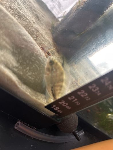 Veija fish