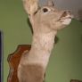 Deer taxidermy Image 4