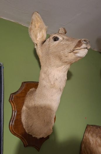 Deer taxidermy