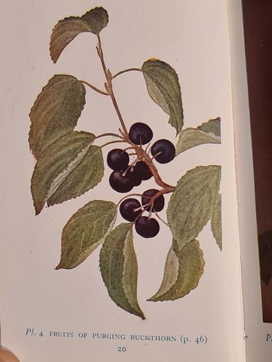 .The Observers Book Of TRRES & shrubs Of The British ISLES. 240 PAGES POCKET SIZE.