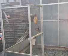 cage