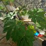 Large tetrapanax Image 2