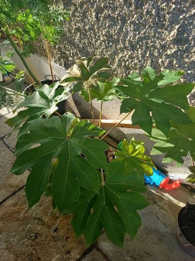 Large tetrapanax