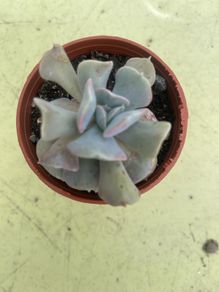 echeveria cubic frost