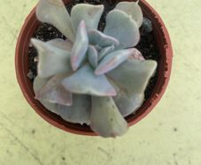 echeveria cubic frost