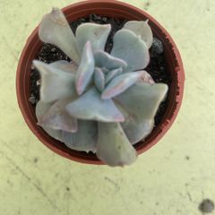 echeveria cubic frost