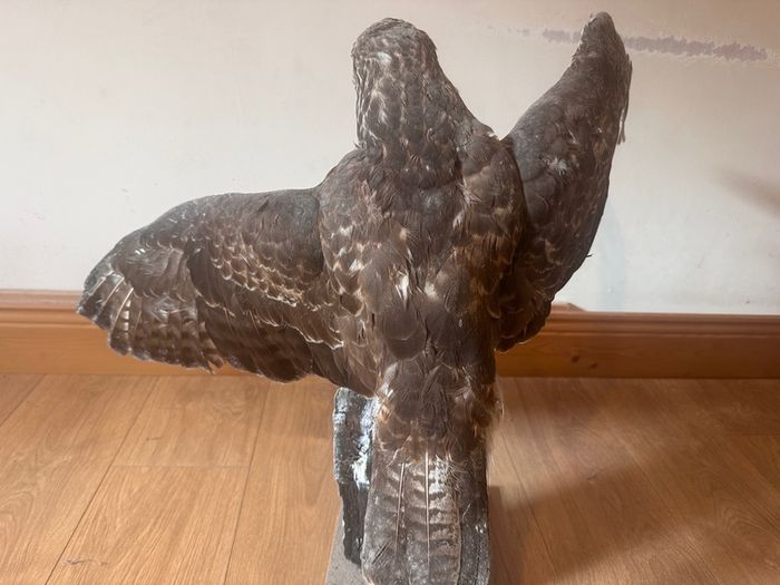 taxidermy buzzard